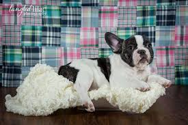 French bulldog breeders below is a sample search of our french bulldog breeders with puppies for sale. A French Bulldog Studio Session Pet Photographer Senior Photographer Headshot Photographer Tangled Lilac Photography