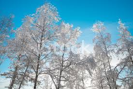 Thomas loefke & norland wind the snowy birch trees. Snowy Birch Trees With A Blue Sky In The Background Stock Photos Freeimages Com