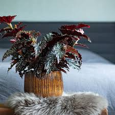 Image result for Begonia potamophila