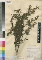 Image result for Indigofera subcorymbosa