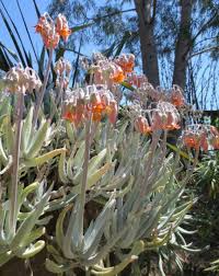 Image result for Falkia oblonga