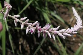 Image result for Hermbstaedtia