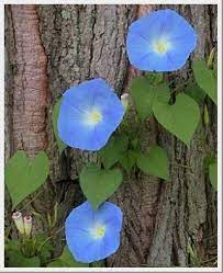 Morning Glory Heavenly Blue Morning Glory Flowers Blue Morning Glory Garden Vines