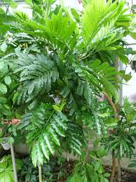 Image result for Filicium decipiens