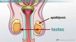 What are the organs of the human body? Male Reproductive System Functions Organs And Anatomy Youtube