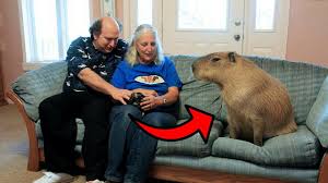 Tatlı bakımı kolay hayvanlar hakkında i̇lginç videolar ve özgün i̇çeriklerle ve emek vererek size kaliteli videolar. Bunu Evde Beslemeyin En Sira Disi 10 Evcil Hayvan Youtube