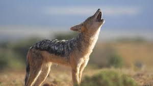 It is known as a 'bweha' in swahili. Jackals Of The African Crater About Nature Pbs