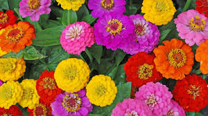 Check spelling or type a new query. How To Care For Zinnias Simplemost
