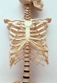 Structure of the ribcage and ribs. Human Rib Cage Photograph By Dorling Kindersley Uig