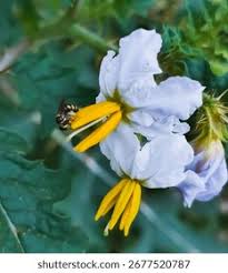Image result for Solanum sisymbriifolium