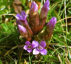 Image result for Schinziella tetragona