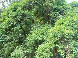 Image result for Canthium inerme