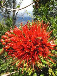 Image result for Greyia sutherlandii