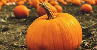 The best soil for pumpkins. Growing Pumpkins Best Varieties Planting Troubleshooting And Harvesting