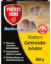 Tipps, wie man ratten loswerden und den nagetieren vorbeugen kann. Ratten Im Haus Diese Tipps Helfen Gegen Die Lastigen Nager Protect