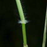 Image result for Paratheria