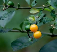 Image result for Solanum capsicoides