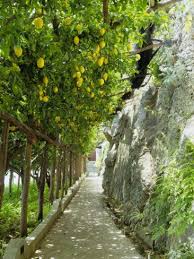 Lemon Groves Amalfi Coast Campania Italy Europe Photographic Print Mark Mawson Allposters Com Lemon Grove Amalfi Coast Amalfi