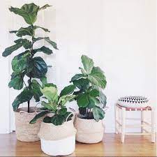 15 Indoor Plant Display Ideas That Are Borderline Genius Plantas Dentro De Casa Jardinagem E Decoracao Ficus