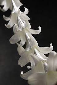 Pin On Wedding Maybe Some Day
