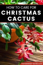 How To Care For Christmas Cactus Homestead Acres