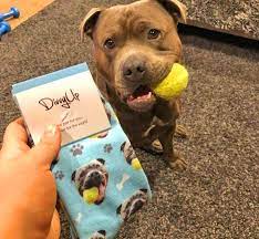 Simply upload your pet's picture and we'll design & ship your custom pet socks the next day! This Company Makes Socks With Your Pets Face On Them