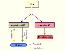 Сульфиды zn, cd, hg (ii). Nervensystem