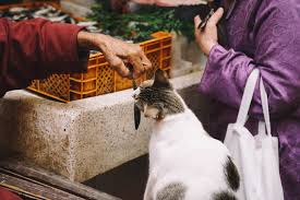 A group of cats is called a clowder. 101 Cat Facts Fun Trivia About Felines Care Com