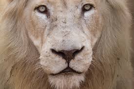 Sauver Les Lions Blancs Du Timbavati Quebec Science Est ce une légende ? sauver les lions blancs du timbavati