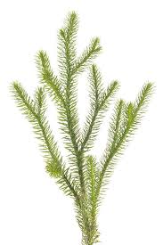 Image result for Lycopodium