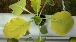 We did not find results for: Penyebab Daun Kuning Bagi Tumbuhan Hidroponik Sumber Plastik