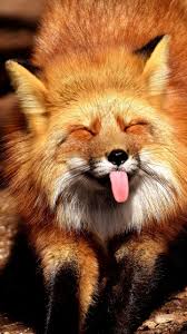 If there is a brand you are looking for, but do not see it listed, please contact us for a quote. Cute Fox Wallpaper Kolpaper Awesome Free Hd Wallpapers