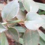 Image result for Kalanchoe lateritia