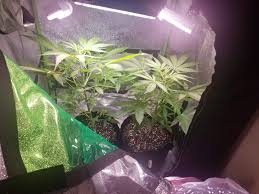 Maybe you would like to learn more about one of these? Light Question Grow Question By Aliceinchainsmoke Growdiaries