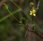 Image result for Bidens oligoflora