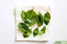 How To Store Fresh Basil In Olive Oil 6 Steps With Pictures