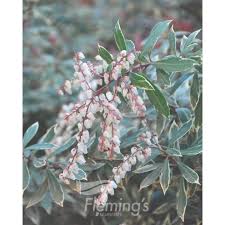 Image result for Pieris japonský little heath obrázek