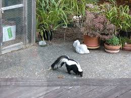 Bring the spicy mixture to a boil and then immediately turn the heat off and allow it to cool. What Attracts Skunks To My Yard Skedaddle Wildlife Control