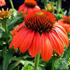 Echinacea Hot Coral Sombrero Series New Series Of Coneflower Bred To Produce Sturdy Well Branched Compact Plants Th Echinacea Echinacea Purpurea Perennials