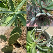 Mine isn't growing at all, and they can grow pretty fast according i think it needs more sunlight than what i can offer indoors. Suffering Succulents Understanding What Succulents Need To Stay Healthy Botanish