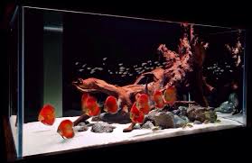 Roy'S 75 Gallon Planted Discus Tank - Photos, Videos & Journals - C.A.R.E.