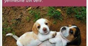 Hayvan Bile Insanoglundan Duyarli Hayvan Bilimi Eglenceli Gercekler Sevimli Hayvan Yavrulari