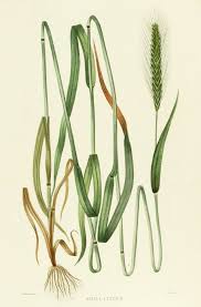 Rye French Antique Botanical Print Botanical Prints Antique Botanical Print Botanical Illustration Vintage