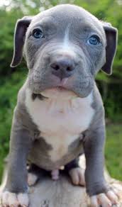 Here Is A Photo Of An Amazing Male Blue Pitbull Puppy That We Have For Sale To See Our Ava Pitbull Puppies Blue Nose Pitbull Puppies Pitbull Puppies For Sale