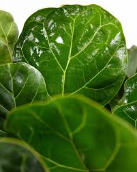 Image result for Ficus bubu