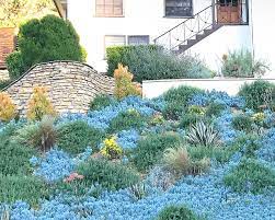 Other plant alternatives are chamomile, which is mat forming and has white aromatic flowers, or creeping thyme, which is another beautiful and aromatic ground covering plant. Hillside Landscaping Ideas Ground Cover Transitional Garden Los Angeles By Flores Artscape Houzz