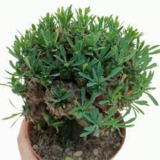 Image result for Euphorbia glanduligera