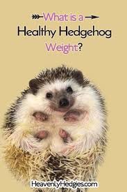 Healthy Hedgehog Weight Heavenly Hedgies