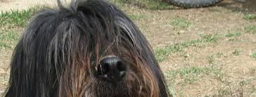 We did not find results for: Sapsali Breed Guide Learn About The Sapsali