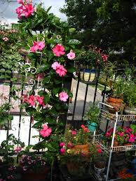 Mandevilla × amoena 'alice du pont'. Mandevilla Alice Dupont Vine Summer 07 Naturegirljolieãƒ„ Flickr